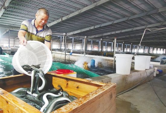 在海南瑞橡金江鳗鱼养殖基地，工人为鳗鱼称重选别分类。 本报记者 邓钰 摄