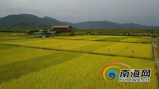 4月15日上午，“七大农作物育种”重点专项水稻育种项目新品种集中展示现场观摩会在三亚海棠湾水稻公园举行。353个新品种水稻挂穗斗艳。利声富 摄