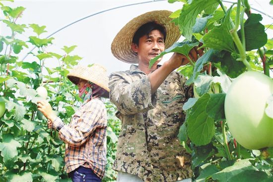 乐东福塘村村民在自家的哈密瓜地里进行常规管理。