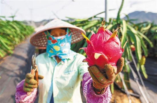 在乐东华翔火龙果基地，农户们忙着采摘火龙果。 武昊 摄