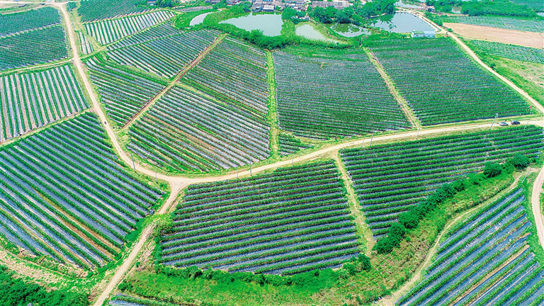 海南发展有机火龙果特色种植产业