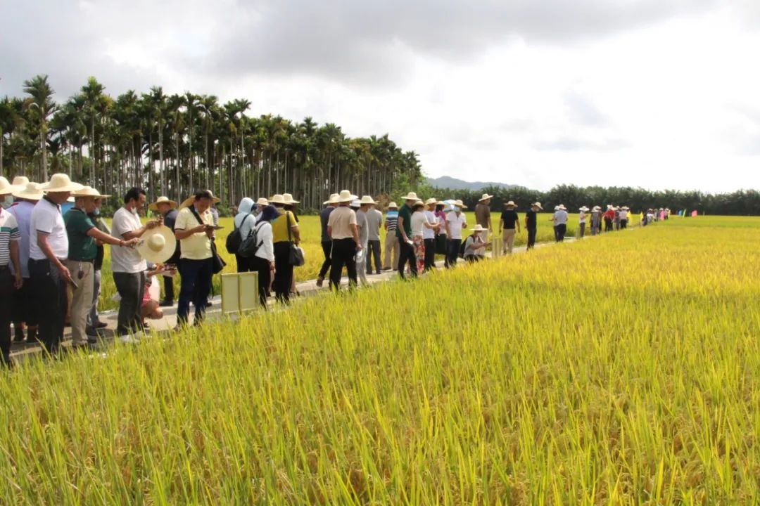 2019-2020年海南省水稻品种展示验证评价暨“看禾选种”观摩会在万宁召开