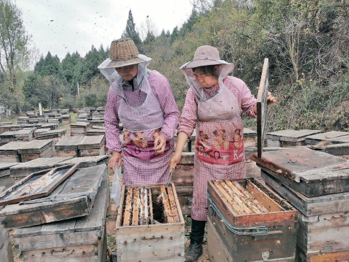 疫情下转场的蜂农