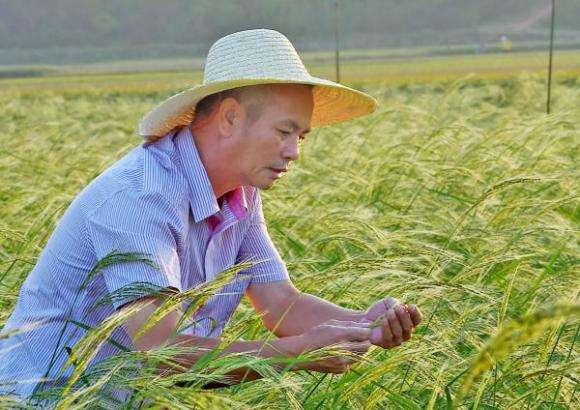 “海稻86”为何不怕咸？ 测序技术锁定水稻关键耐盐基因