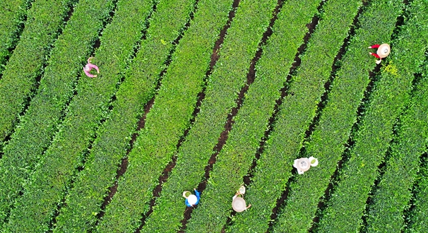 农业文化遗产视角下的茶文化