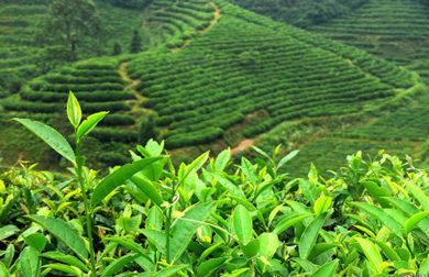 二〇二〇中国茶产业杭州指数发布