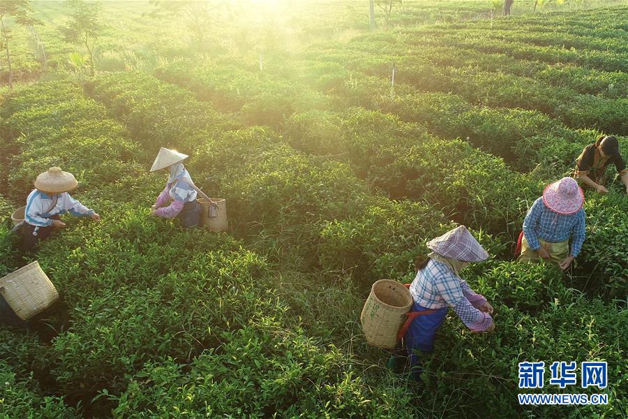 （社会）（4）海南：黎乡茶叶助脱贫