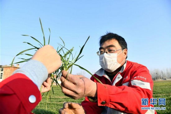 （新华全媒头条·图文互动）（3）特殊之年夏粮丰收背后的特殊之举