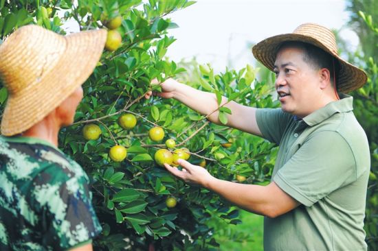 7月19日，澄迈加乐寿百山山柚油专业合作社理事长王笃雄(右一)在福山镇山柚试验种植基地与工人交流山柚果种植经验。