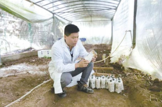 庆元县成功驯化栽培绒柄香菇 食药用菌种质资源持续扩充
