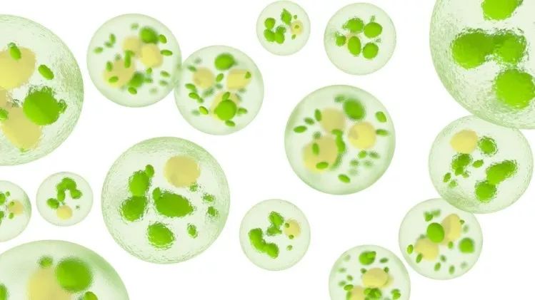 微藻———极具市场潜能的食品原料