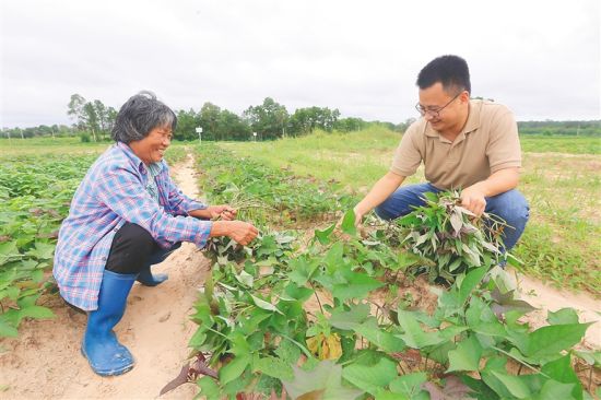 定安县新竹镇白堆村乡村振兴工作队队长卓尔（右）向村民了解地瓜种植情况。