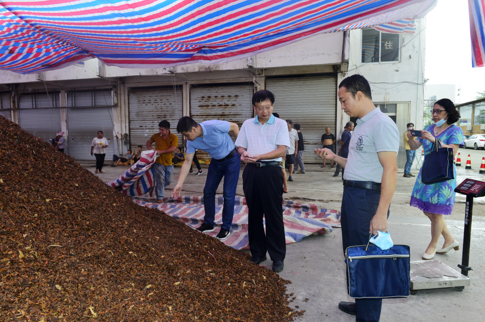 市场监管执法人员检查经营户待销八角质量情况（张明华 摄）