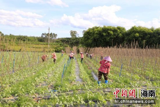 村民忙碌有序地整理菜地。定安融媒体中心供图