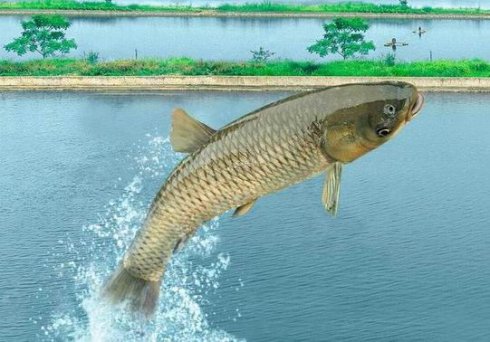 中国水产科学研究院珠江所在鱼类肌肉品质提升研究方面取得新进展