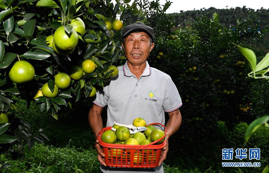 （经济）（3）海南琼中：绿橙上市