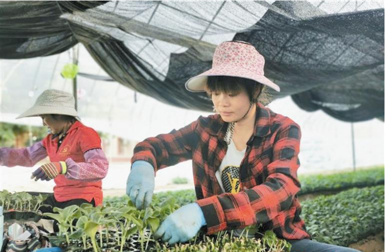 三亚热科院计划培育500万株优质冬季瓜菜种苗
