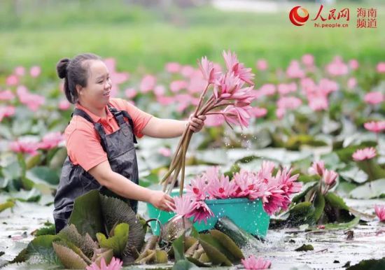 九品香水莲花产业为村民致富增收