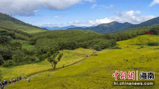 白沙黎族自治县青松乡大山深处的山兰稻。主办方供图