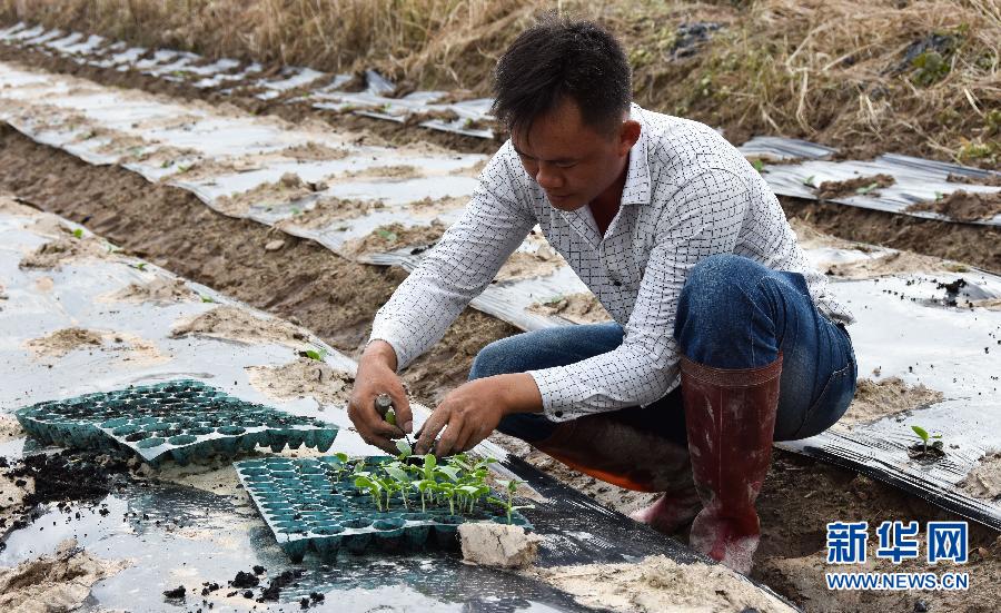 （经济）（5）海南澄迈：冬季瓜菜种植忙