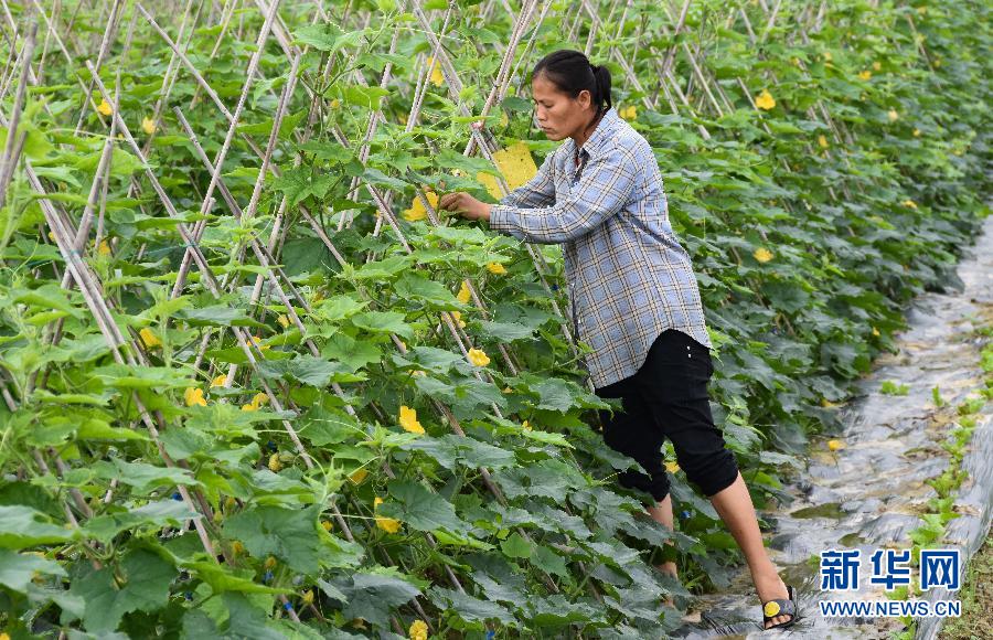 （经济）（4）海南澄迈：冬季瓜菜种植忙