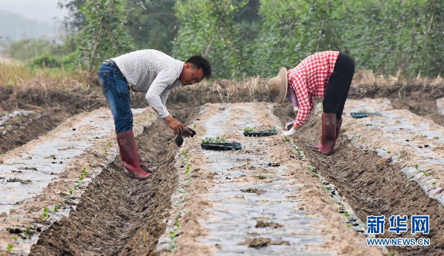 （经济）（3）海南澄迈：冬季瓜菜种植忙
