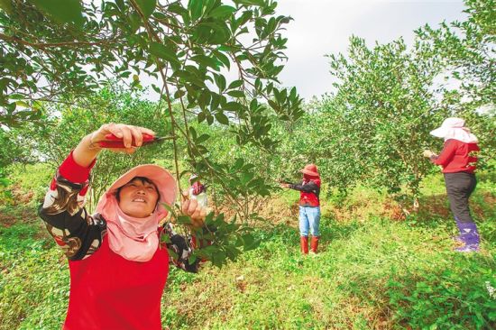 在位于琼海市万泉镇的海南农垦红昇农场公司油茶种植基地，工人们在采摘油茶果。袁琛 摄