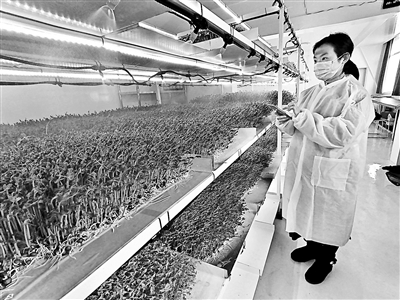 芽苗菜“智能种菜机”明年将推广至北京农业园区