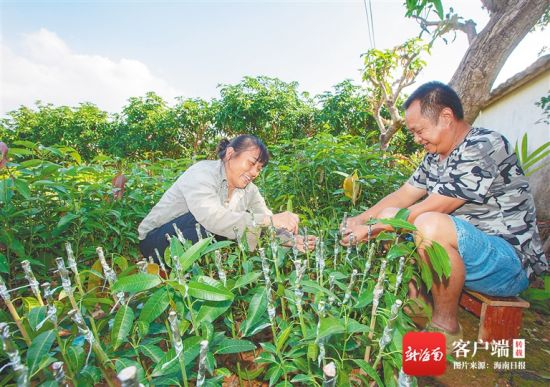 在东方市东河镇广坝居的吉祥芒果种苗农民合作社，社员们忙着嫁接芒果苗。 海南日报记者 袁琛 摄
