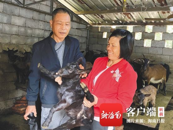 王仕强夫妇在羊圈照顾黑山羊。 海南日报记者 苏晓杰 通讯员 王家专 图/文