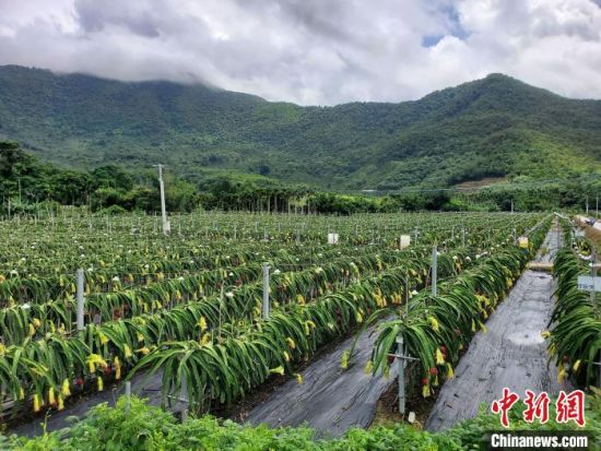 三亚的一处火龙果种植园。　记者王晓斌 摄