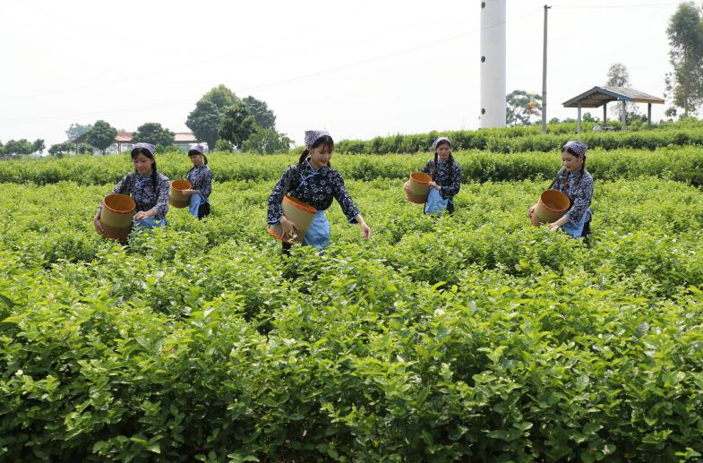 延伸产业链 茶旅融合发展促乡村振兴