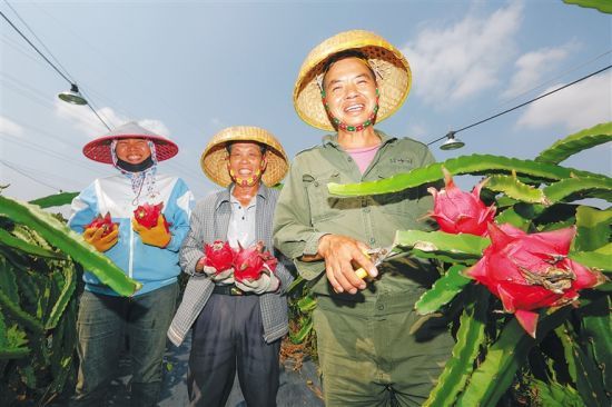 在儋州市的海南农垦西培农场有限公司的火龙果种植基地，火龙果长势喜人。本报记者 袁琛 摄