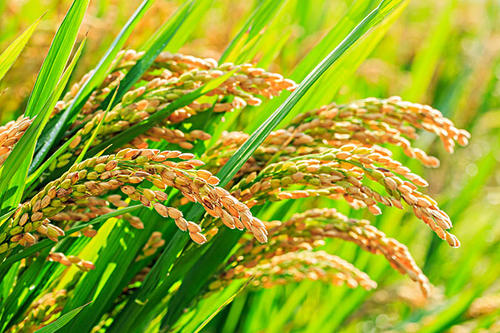科学家揭示水稻叶形调控新机制