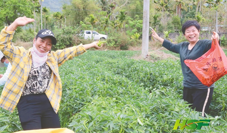 南平农场公司百亩瓜菜基地里种植的辣椒迎来采摘季