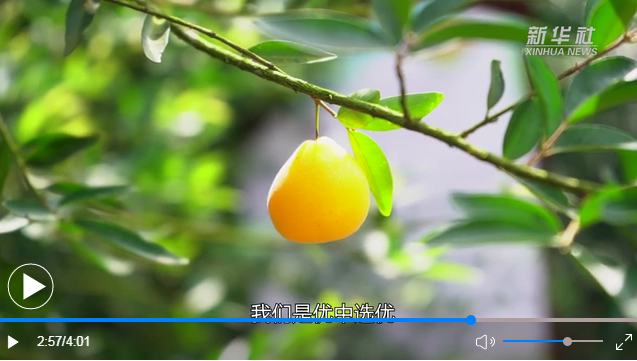 全球奇瓜异果“安家”海南，哪个更甜？