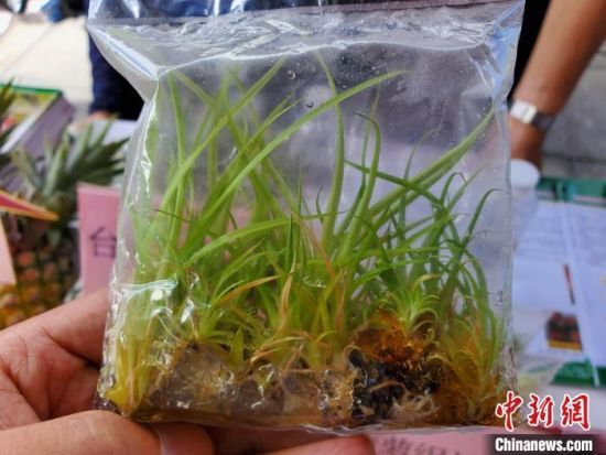 开幕式活动现场，农业科技人员培育的菠萝种苗。记者王晓斌 摄