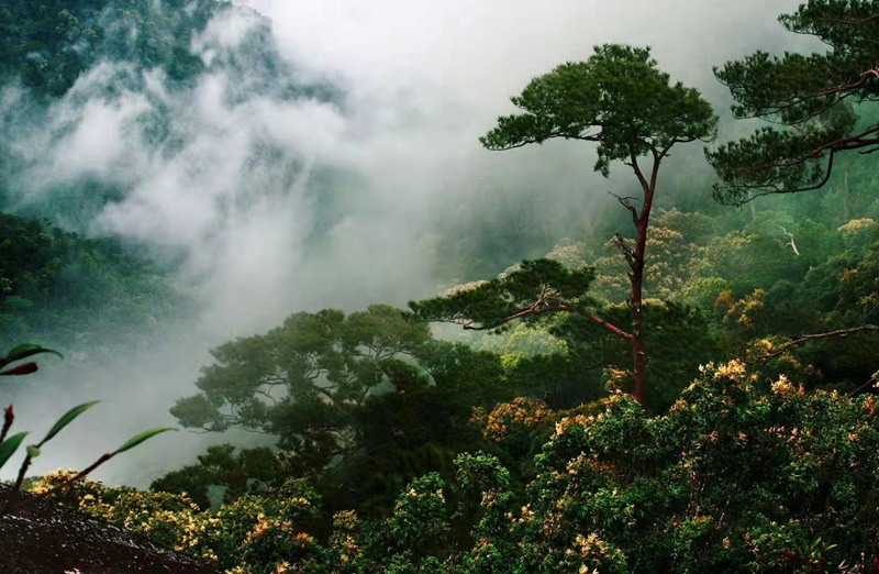 海南霸王岭热带雨林。（昌江县委宣传部供图）