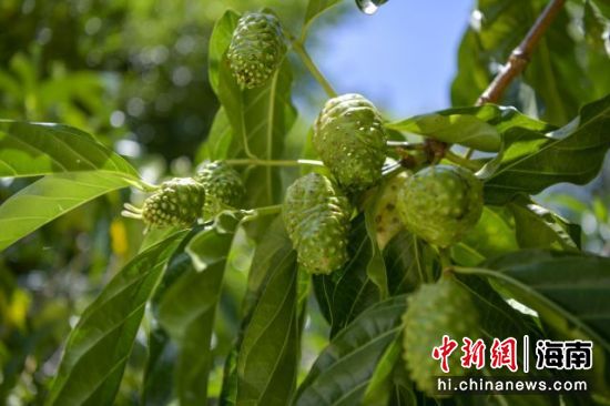 诺丽果。骆云飞摄