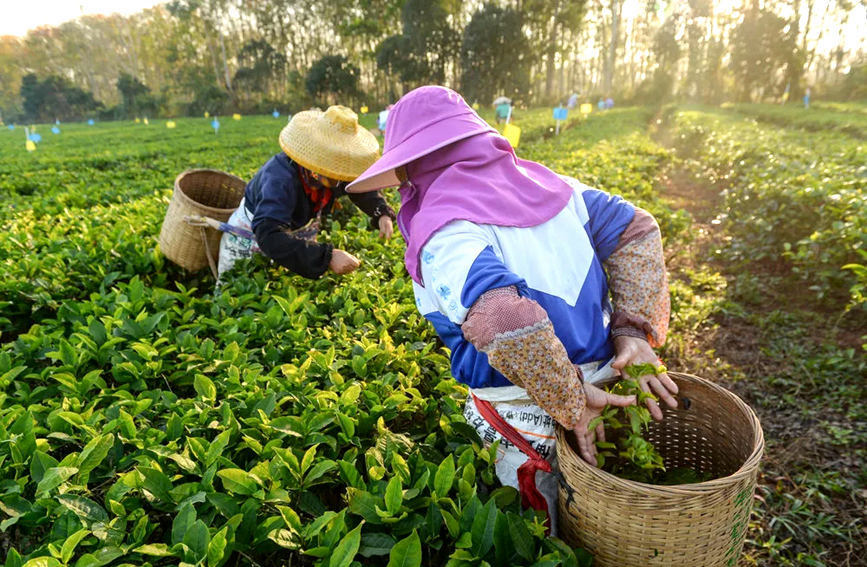 茶农正忙着采摘夏秋茶。白沙在线供图