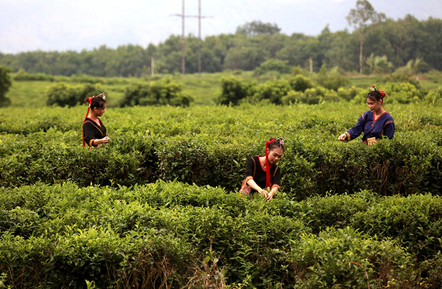 茶农正忙着采摘夏秋茶。黄阳摄