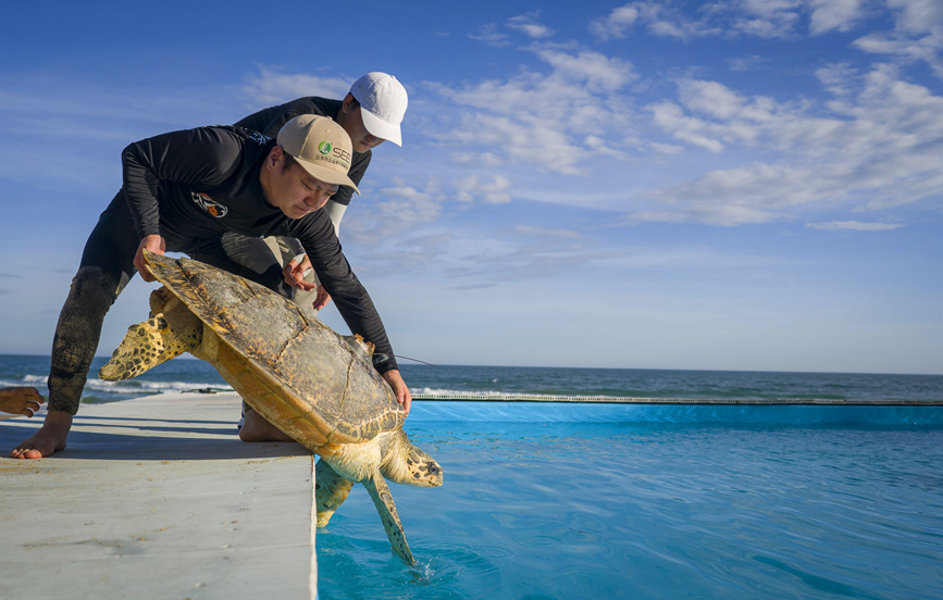 海南：放归海龟 守护海洋
