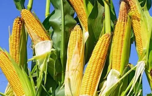 中国玉米杂交育种预测技术取得新突破