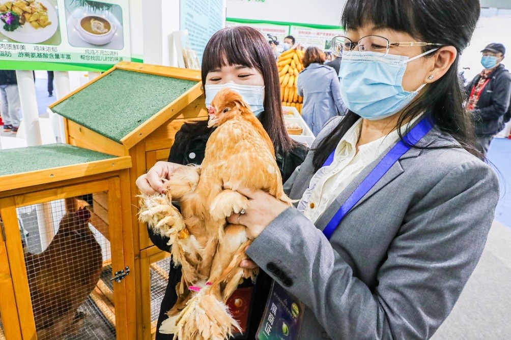 北京油鸡首次亮相北京现代种业突出创新成果展