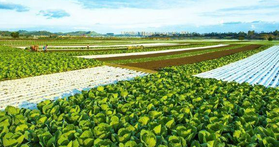 青海打造绿色有机农畜产品输出地