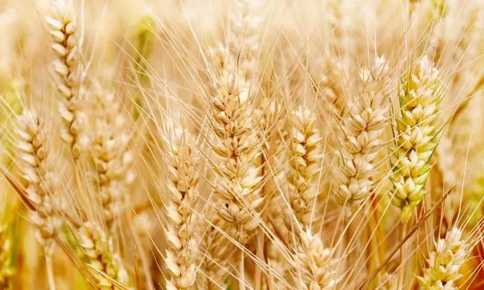 提高小麦阿魏酸含量研究成果发布
