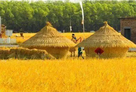 在农耕播种中体味京西稻种植文化