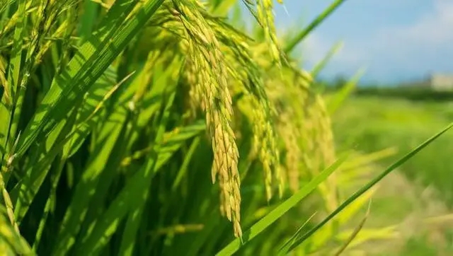 中国农科院将对水稻、小麦等五大作物开展增粮科技行动