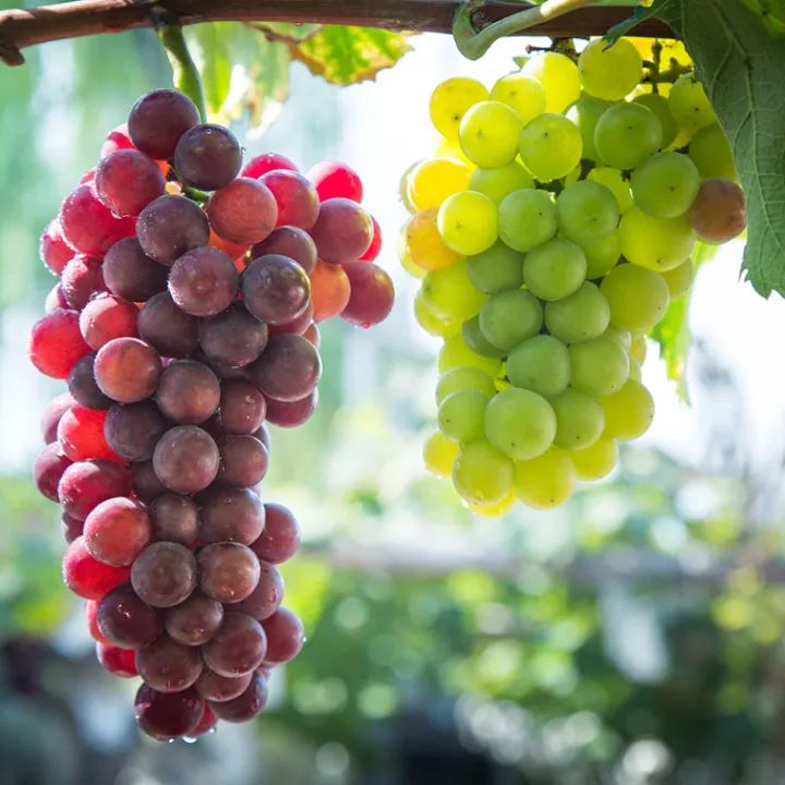 红的、绿的、青的、紫的……秋季吃葡萄有讲究