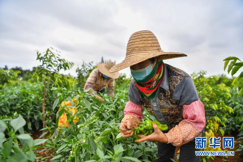 海口琼山：抓春耕、畅销路 有力保障农民增收